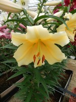 [5550 PO53 Zirconia No02.JPG]